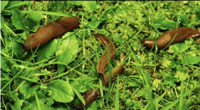 Odrezani komad OVOGA ostavite da leži u bašti: RIJEŠIT ĆETE SE SVIH PUŽEVA!