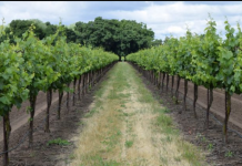 Ovi listovi su malo čudo za proširene vene i mnoge druge probleme: BERITE IH ŠTO PRIJE!