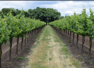 Ovi listovi su malo čudo za proširene vene i mnoge druge probleme: BERITE IH ŠTO PRIJE!