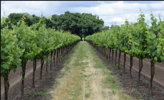 Ovi listovi su malo čudo za proširene vene i mnoge druge probleme: BERITE IH ŠTO PRIJE!