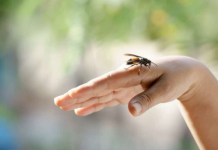 UBOD STRŠLJENA MOŽE BITI SMRTONOSAN: Evo kako da spasite život sebi ili nekom drugom, važno je reagovati odmah