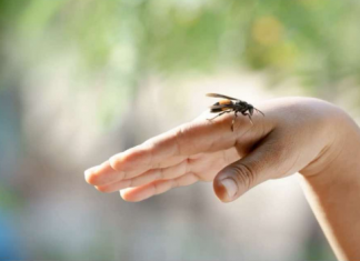 UBOD STRŠLJENA MOŽE BITI SMRTONOSAN: Evo kako da spasite život sebi ili nekom drugom, važno je reagovati odmah