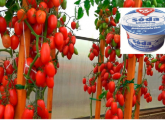 Nakon obične sode, PARADAJZ raste kao divlji: Nema plijesni, bolesti i imamo 5 puta više usjeva!