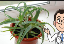 Svi moraju znati šta Aloe Vera može učiniti kada je stavite u zamrzivač: 12 SATI JE DOVOLJNO!