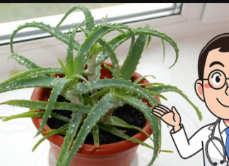 Svi moraju znati šta Aloe Vera može učiniti kada je stavite u zamrzivač: 12 SATI JE DOVOLJNO!