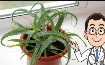 Svi moraju znati šta Aloe Vera može učiniti kada je stavite u zamrzivač: 12 SATI JE DOVOLJNO!