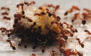 Sa samo jednom kapljicom, možete učiniti da mravi trenutno nestanu – nevjerojatno učinkovit trik za vaš dom!