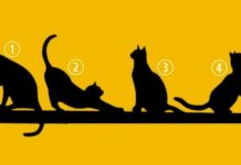 IZABERITE MAČKU SA SLIKE, BEZ PUNO RAZMIŠLJANJA: Broj koji izaberete otkriva ŠTA VAS ČEKA U ŽIVOTU