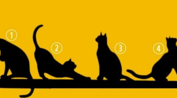 IZABERITE MAČKU SA SLIKE, BEZ PUNO RAZMIŠLJANJA: Broj koji izaberete otkriva ŠTA VAS ČEKA U ŽIVOTU