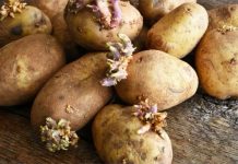 EVO KAKO DA SPRIJEČITE KROMPIR DA NE PROKLIJA: Za ovaj hit trik vam trebaju samo još jabuke!