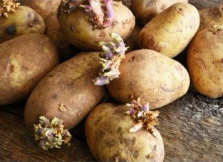 EVO KAKO DA SPRIJEČITE KROMPIR DA NE PROKLIJA: Za ovaj hit trik vam trebaju samo još jabuke!