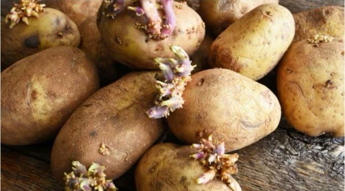 EVO KAKO DA SPRIJEČITE KROMPIR DA NE PROKLIJA: Za ovaj hit trik vam trebaju samo još jabuke!