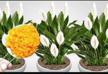 ODMAH JE PROCVJETALA! 1 kašičica za svaki kućni cvijet i bujno cvjetanje je zagarantovano!