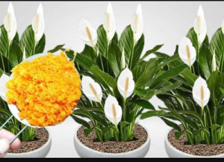 ODMAH JE PROCVJETALA! 1 kašičica za svaki kućni cvijet i bujno cvjetanje je zagarantovano!