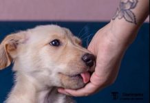 Šta Znači Kada Vas Pas Liže po Ruci?