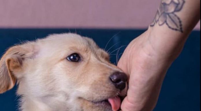 Šta Znači Kada Vas Pas Liže po Ruci?