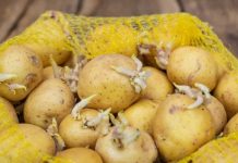 KROMPIR brzo klija? Čuvajte ih zajedno sa ovim proizvodom. Ni jedan neće proklijati!