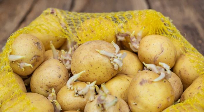 KROMPIR brzo klija? Čuvajte ih zajedno sa ovim proizvodom. Ni jedan neće proklijati!