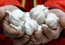 IZUZETNO JE ZDRAV I KORISTAN, ALI OPREZNO: Ovi ljudi NIKAKO ne bi trebali da jedu BIJELI LUK!