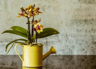 Sipao sam 1 čašu u korijenje! Orhideje ODMAH cvjetaju cijele godine na ovaj jednostavan način.