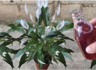 Samo ga sipajte u saksiju i cvijet cvjeta skoro NON-STOP: Nema bolesti, imamo 5 puta više lijepih listova i cvjetova!