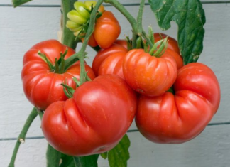 Ko ne sme da jede paradajz? Ako se lečite od ovih bolesti, odmah ga izbacite iz ishrane