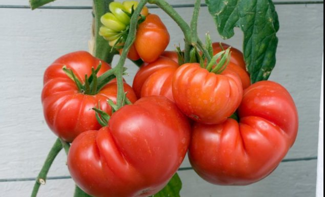 Ko ne sme da jede paradajz? Ako se lečite od ovih bolesti, odmah ga izbacite iz ishrane