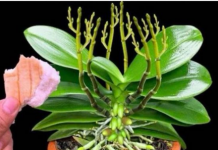 Stavite 1 komad ispod orhideje! Odjednom izraste 100 grana i cvjeta cijele godine