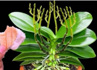 Stavite 1 komad ispod orhideje! Odjednom izraste 100 grana i cvjeta cijele godine