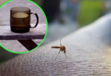 Napunite čašu njome i stavite je na prozorsku dasku: Ovako se Italijani bore protiv komaraca – TO JE DOKAZANO GODINAMA