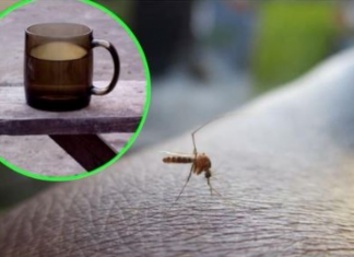 Napunite čašu njome i stavite je na prozorsku dasku: Ovako se Italijani bore protiv komaraca – TO JE DOKAZANO GODINAMA