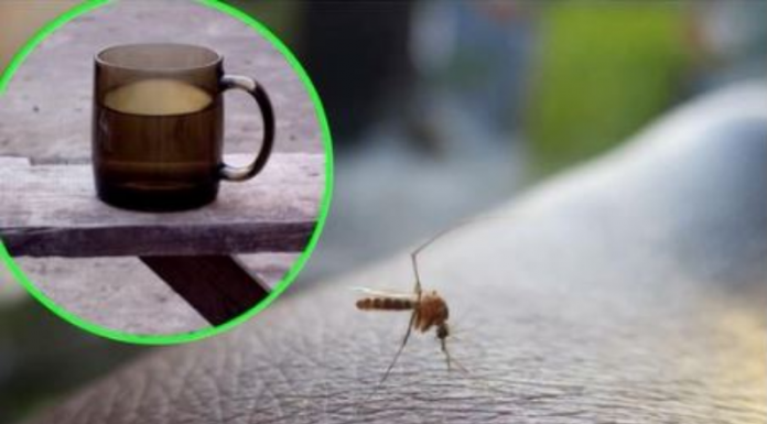 Napunite čašu njome i stavite je na prozorsku dasku: Ovako se Italijani bore protiv komaraca – TO JE DOKAZANO GODINAMA