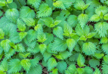 Kopriva pomaže kod liječenja tri bolesti: Evo kako da koristite biljku koja donosi brojne dobrobiti za zdravlje