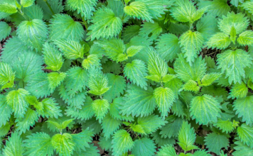 Kopriva pomaže kod liječenja tri bolesti: Evo kako da koristite biljku koja donosi brojne dobrobiti za zdravlje