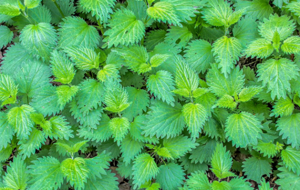 Kopriva pomaže kod liječenja tri bolesti: Evo kako da koristite biljku koja donosi brojne dobrobiti za zdravlje