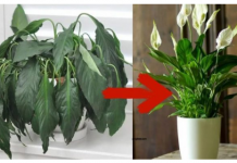 1 kašika pravo u lonac i Spathiphyllum ponovo prelijepo cvjeta: EVO recepta koji ga je spasio!