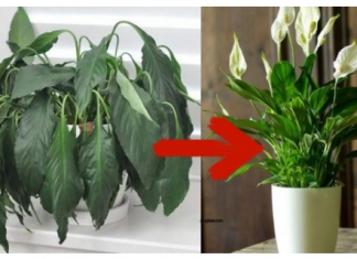 1 kašika pravo u lonac i Spathiphyllum ponovo prelijepo cvjeta: EVO recepta koji ga je spasio!
