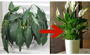 1 kašika pravo u lonac i Spathiphyllum ponovo prelijepo cvjeta: EVO recepta koji ga je spasio!
