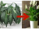 1 kašika pravo u lonac i Spathiphyllum ponovo prelijepo cvjeta: EVO recepta koji ga je spasio!
