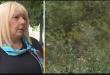 Počelo je CVJETANJE AMBROZIJE! Evo kako da UBLAŽITE SIMPTOME i kada da krenete sa TERAPIJOM