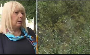 Počelo je CVJETANJE AMBROZIJE! Evo kako da UBLAŽITE SIMPTOME i kada da krenete sa TERAPIJOM