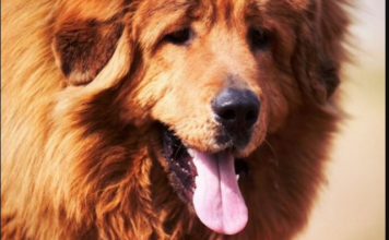 AKO STE MISLILI DA PAS JEDE TRAVU ZBOG PROBLEMA SA STOMAKOM PREVARILI STE SE: Evo šta je prava ISTINA, morate znati