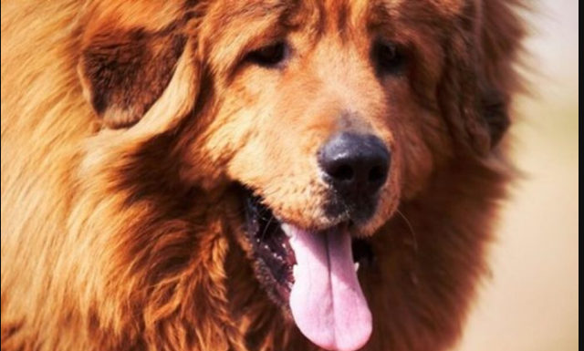 AKO STE MISLILI DA PAS JEDE TRAVU ZBOG PROBLEMA SA STOMAKOM PREVARILI STE SE: Evo šta je prava ISTINA, morate znati