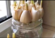 VIŠE NE KUPUJEM BIJELI LUK U RADNJI: Moj zet mi je pokazao kako da ga uzgajam u velikim količinama!