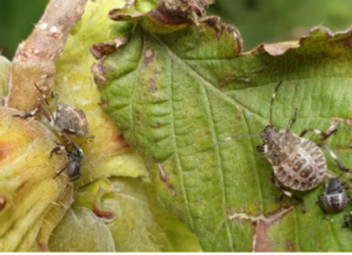 SMRDIBUBE NE PODNOSE OVAJ RASTVOR: Poprskajte povrće i više neće dolaziti u vašu baštu