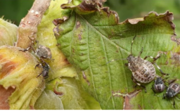 SMRDIBUBE NE PODNOSE OVAJ RASTVOR: Poprskajte povrće i više neće dolaziti u vašu baštu