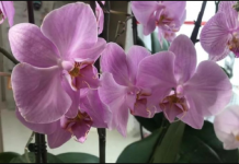 TRIK SA KROMPIROM POSLE KOJEG ĆE TVOJE ORHIDEJE CVETATI KAO LUDE: Nećete moći da vjerujete kako dobro radi posao