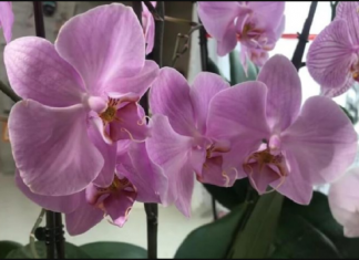 TRIK SA KROMPIROM POSLE KOJEG ĆE TVOJE ORHIDEJE CVETATI KAO LUDE: Nećete moći da vjerujete kako dobro radi posao