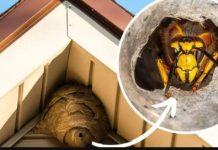 Domaći TRIK za otklanjanje stršljena: Samo sam ga stavio u baštu i sutradan ih nema!