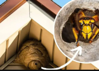 Domaći TRIK za otklanjanje stršljena: Samo sam ga stavio u baštu i sutradan ih nema!